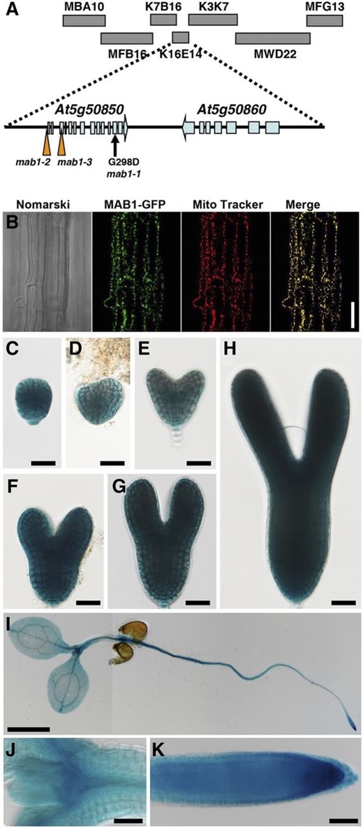 MAB1 encodes a mitochondrial PDC E1β. A, Map position of the MAB1 locus. MAB1 was mapped between the MBA10 and MFG13 bacterial artificial chromosomes on chromosome 5 by map-based cloning. mab1-1 is a point mutation in At5g50850 that causes the amino acid change G298D. In mab1-2 and mab1-3 mutants, T-DNA is inserted ∼310 bp upstream of the translation start site and at the third exon of the gene, respectively. B, Localization of MAB1-GFP and Mito Tracker fluorescence in the epidermis of Arabidopsis roots. The Nomarski image (left), and GFP (second from left) and Mito Tracker (second from right) fluorescence images were obtained using an epifluorescence microscope. At right is a merge of the MAB1-GFP and Mito Tracker images. C to K, Expression patterns of MAB1p:GUS in the embryo at the globular (C), transition (D), heart (E), late heart (F), and torpedo (G, H) stages, and in the 4-d-old seedling (I), around shoot apical meristem (J) and root meristem (K), respectively. GUS staining was performed at 37°C overnight (C to H) and for one hours (I to K). Scale bars = 50 mm (B, J, K), 1 cm (I), and 20 mm (C to H).