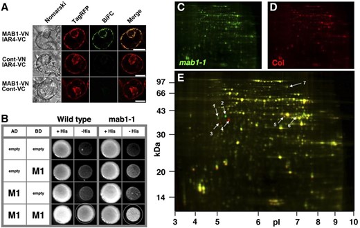 Arabidopsis PDH E1 complex. A, BiFC assay in Arabidopsis protoplast cells. The appropriate BiFC constructs were introduced into protoplasts via PEG-mediated transformation. After 12 h incubation in the dark, Nomarski (left), TagRFP (second from left; mitochondria-targeted marker), and BiFC images (second from right) were captured using an epifluorescence microscope. At right is a merge of the TagRFP and BiFC images. Cont-VN and Cont-VC demonstrate N- and C-terminal halves, respectively, of the Venus fluorescent protein fused with the At2g25140 mitochondrial presequence. TagRFP was also fused with the mitochondrial presequence. Scale bars = 20 µm. B, Yeast two-hybrid assay. MAB1 and mutated MAB1 were expressed as fusion proteins with a transcriptional activator domain and a DNA binding domain. Interaction between the two proteins was tested using the HIS3 reporter gene. C to E, DIGE analysis of a mitochondrial proteome from 3-week-old mab1-1 (C; green) and wild-type (Col; D; red) plants grown hydroponically. Wild-type and mab1-1 proteins with similar abundance are yellow in the overlay (E). Spots indicated by arrows are significantly different and are listed in Table 1.