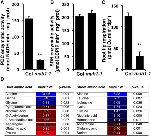 Mitochondrial enzymatic activities and root tip respiration in wild type (WT) and mab1-1. A to C, Enzymatic activity of the PDC (A) and SDH (B), and root tip respiration rate (C). Data shown are mean values of three (A, B) and six (C) independent samples, with error representing se. **P < 0.01. D, Selected amino acids showing significantly lower or higher abundance in roots and shoots of mab1-1 compared to the wild type (Col). Plants were grown on plates for 11 d under long-day conditions. Shoots and roots (six biological replicates) were harvested for gas chromatography-mass spectrometry (GS-MS) analysis. Other amino acids and metabolites detected in roots and shoots of mab1-1 and wild-type plants are shown in Supplemental Table S1. Blue boxes and red boxes indicate significantly higher or lower abundance, respectively, in mab1-1.