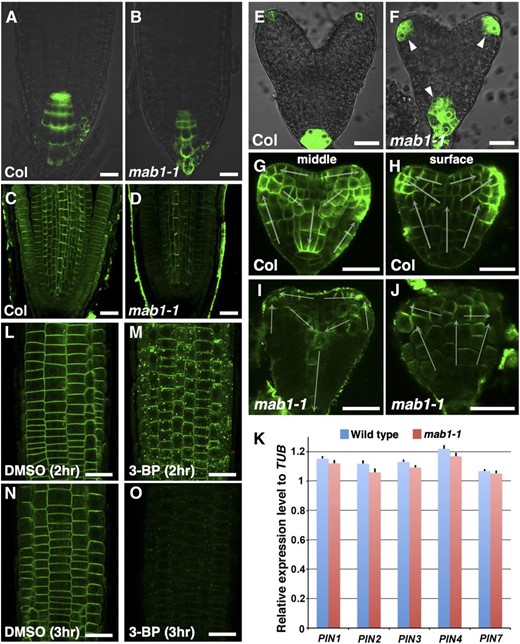 Auxin-regulated organ development in wild type and mab1-1. A and B, DR5rev:GFP expression in roots of wild type (Col; A) and mab1-1 (B). Arrowheads indicate expanded GFP signals. C and D, Immunolocalization of PIN1 and PIN2 in wild-type (Col; C) and mab1-1 (D) roots. E and F, DR5rev:GFP expression in heart-stage embryos of wild type (Col; E) and mab1-1 (F). G to J, PIN1 localization in the longitudinal middle (G and I) and surface (H and J) sections of wild-type (Col; G and H) and mab1-1 (I and J) embryos at the midheart stage. The arrow indicates the predicted direction of auxin transport by the polarity of PIN1 localization. K, Reverse transcription quantitative PCR analysis of cDNA from wild-type and mab1-1 roots in 5-d-old seedlings. Expression levels of PIN genes were unaffected by the mab1-1 mutation. Data shown are means of four independent experiments, with error bars representing the sd. L to O, PIN2-GFP localization in PIN2p:PIN2-GFP roots incubated with DMSO (L and N) or 500 mm 3-BP (M and O) for the indicated times. Scale bars = 20 µm.
