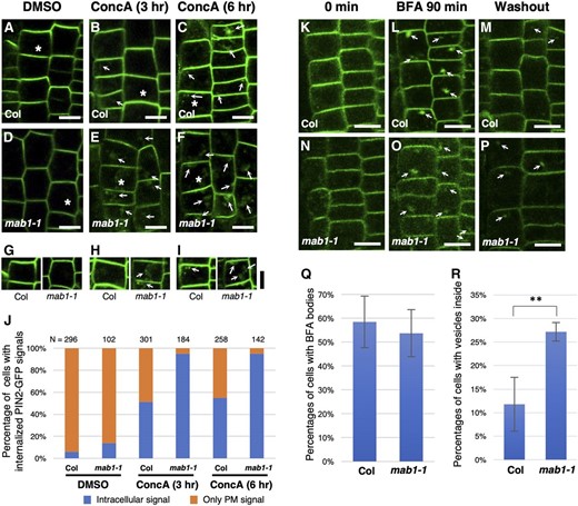 PIN2-GFP degradation and recycling in wild-type and mab1-1 roots. A to F, PIN2-GFP localization in epidermis of wild-type (Col; A to C) and mab1-1 (D to F) roots treated with dimethyl sulfoxide (A and D) and with 1 µm concanamycin A (concA) for 3 h (B and E) and 6 h (C and F). G to I, The brightness of the GFP fluorescence was increased equally in both wild-type (Col; left) and mab1-1 (right) epidermal cells harboring PIN2p:PIN2-GFP, marked by an asterisk in A to F. Arrows indicate GFP accumulation in vacuoles and GFP aggregation in the cytosol. J, Percentage of epidermal cells of 5-d-old seedlings with internalized PIN2-GFP signals, treated with dimethyl sulfoxide, and with 1 µm concA for 3 h and 6 h. K to P, PIN2-GFP localization in epidermis of the primary roots of 4-d-old wild-type (Col; K to M) and mab1-1 (N to P) seedlings before (K and N), after treatment with 50 mm BFA for 90 min (L and O), and 120 min after BFA washout (M and P). Q, Percentages of epidermal cells harboring BFA bodies after treatment with BFA for 90 min. n = 992, 571 cells from seven roots in the wild type and eight in mab1-1. Data shown are mean values, with error bars representing the sd. P = 0.392, Student’s t test. R, Percentages of epidermal cells harboring small vesicles within 120 min after BFA washout. n = 716, 510 cells from six roots in the wild type and nine in mab1-1. Data shown are mean values, with error bars representing the sd. ** P < 0.01. Scale bars = 10 µm.