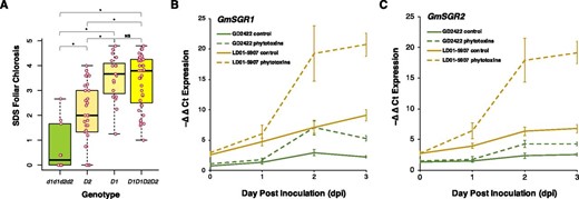 Mean separation and gene expression of soybean STAY-GREEN genes GmSGR1 and GmSGR2. A, Mean separation of SDS foliar chlorosis by the D1 allele (GmSGR2) and D2 allele (GmSGR1). One-way ANOVA was used to test the significance of mean separation in SDS foliar chlorosis severity to alleles. *Significant difference at P < 0.01; NS indicates a nonsignificant difference. The bars indicate the standard errors of SDS foliar chlorosis for each allele. B, GmSGR1 expression in GD2422 and LD01-5907 in response to phytotoxins produced by F. virguliforme. C, GmSGR2 expression in GD2422 and LD01-5907 in response to phytotoxins produced by F. virguliforme. The bars indicate the standard errors of GmSGR1 or GmSGR2 expression for each time point and treatment.