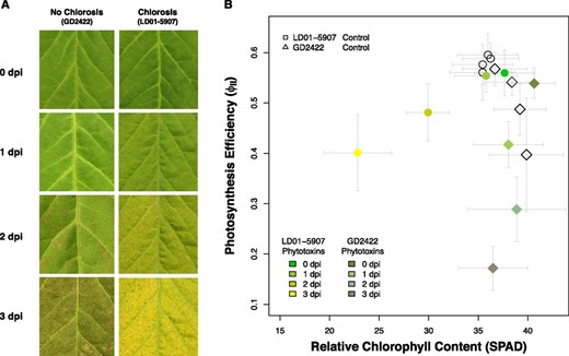 Photosynthesis efficiency and relative chlorophyll content in response to the culture filtrates of F. virguliforme. dpi, Days post inoculation. A, Development of SDS foliar chlorosis or necrosis over 3 d in response to phytotoxins produced by F. virguliforme. B, Soybean variety LD01-5907 (wild type) exhibited gradual chlorophyll degradation induced by phytotoxins produced by F. virguliforme. Soybean variety GD2422 (d1d1d2d2 genotype) maintained its relative chlorophyll content (SPAD, Soil-Plant Analyses Development), but the photosynthesis efficiency decreased significantly (one-way ANOVA test, P < 0.01). The vertical and horizontal bars indicate the standard errors of the photosynthesis efficiency and the relative chlorophyll content for each time point and treatment.