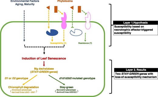 Schematic model of phytotoxin-induced SDS foliar chlorosis. The molecular mechanism for the susceptibility to SDS foliar chlorosis was hypothesized on the interaction between a cytoplasmic effector (orange triangle) and a cytoplasmic S receptor (blue ellipse) or an apoplastic effector (orange rectangle) and an intermembrane S receptor (pink ellipse). However, the phenotypic and genetic differences derived from GD2422 (no chlorosis) × LD01-5907 (chlorosis) RIL population and the USDA germplasm panel were attributed to the soybean STAY-GREEN genes with a loss-of-susceptibility mechanism rather than the S genes with a necrotrophic effector-triggered susceptibility mechanism.