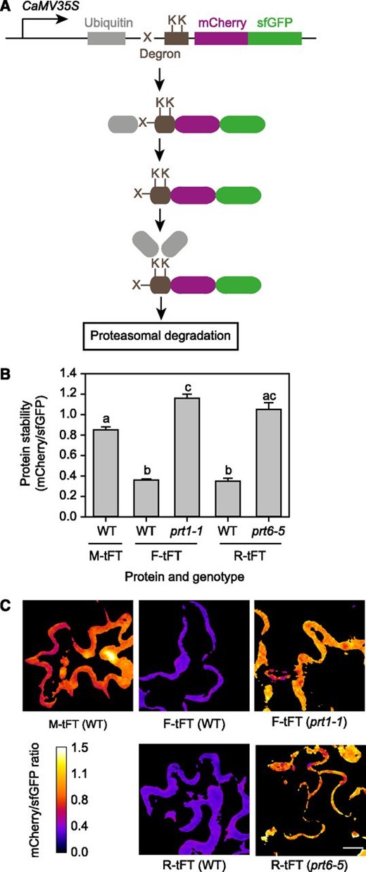 Transient expression of N-end rule tFT reporters in Arabidopsis. A, Generation of N-end rule tFT reporters. Constructs are driven by the constitutive CaMV35S promoter and encode a fusion of ubiquitin (gray) to the tandem timer (magenta and green). Deubiquitinating enzymes remove ubiquitin cotranslationally to reveal a new N terminus (a variable residue, indicated by X). A flexible linker (brown box) contains Lys (K) residues, which can be covalently linked to ubiquitin via the sequential activity of E1, E2, and E3 enzymes. Where X is a destabilizing residue (R or F), the respective E3 ligase (PRT6 or PRT1) directs the fusion protein for proteasomal degradation (modified from Khmelinskii et al., 2012). B, Quantification of relative protein stability (mCherry-sfGFP ratio) of the N-end rule tFT reporters in epidermal cells of 5-week-old wild-type (WT) plants and N-end rule E3 ligase-deficient mutants (prt1-1 and prt6-5). Different letters indicate statistically significant differences between groups determined with the one-way repeated measures (RM) ANOVA test (P < 0.05, n = 4–13). Values represent means ± se. C, Representative false-color images of Arabidopsis leaf epidermal cells expressing N-end rule tFT reporters for calculation of mCherry-sfGFP ratios (blue = unstable; white = stable). The heat map indicates the intensity ratio of mCherry to sfGFP. Bar = 20 µm.