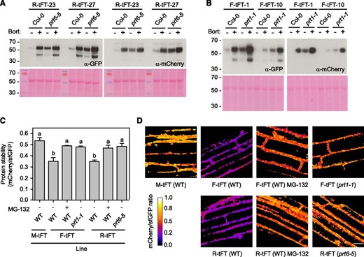 Stable expression of N-end rule tFT reporters in Arabidopsis. A and B, Immunoblots of transgenic lines expressing R-tFT (A) and F-tFT (B). Two independent transgenic lines were selected for each construct and crossed to Col-0 to obtain a control line harboring the same transgene event. Proteins were extracted from 5-d-old seedlings treated with 50 µm Bortezomib (Bort) or dimethyl sulfoxide (DMSO) and subjected to immunoblotting (20 µg of protein per lane) with antisera toward GFP or mCherry. The gels at bottom show Ponceau S staining following transfer, and the positions of molecular mass markers (kD) are indicated to the left. C, Quantification of relative protein stability (mCherry-sfGFP ratio) of the N-end rule tFT reporters in root cells of 7-d-old wild-type (WT) plants and N-end rule E3 ligase-deficient mutants (prt1-1 and prt6-5) treated for 4 h with the proteasome inhibitor MG-132 (50 µm). Different letters indicate statistically significant differences between groups determined with the one-way RM ANOVA test (P < 0.05, n = 4–7). Values represent means ± se. D, Representative false-color images of Arabidopsis root cells expressing N-end rule tFT reporters for calculation of mCherry-sfGFP ratios (blue = unstable; white = stable). The heat map indicates the intensity ratio of mCherry to sfGFP. Bar = 20 µm.