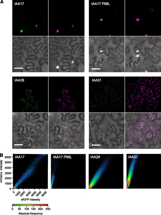 Transient expression of IAA-tFT reporters in N. benthamiana epidermis. A, Representative confocal micrographs of N. benthamiana leaf epidermal cells agroinfiltrated with different IAA-tFT constructs. Images clockwise from top left: sfGFP, mCherry, merge, bright field. Bars = 50 µm. B, Plots showing relative intensity of mCherry and sfGFP signals on a pixel-by-pixel basis. The color in the plot represents the number of pixels (absolute frequency) that are plotted in that region.