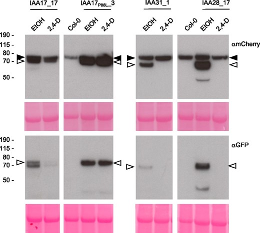 Stable expression of IAA-tFT reporters in Arabidopsis. Immunoblots are from stable Arabidopsis transgenic lines expressing different IAA genes fused to tFT. Five-day-old seedlings were treated with 5 µm 2,4-D or ethanol (EtOH) for 4 h. Blots (40 µg of protein per lane) were probed with anti-GFP or anti-mCherry antibodies (black arrowheads indicate a nonspecific band recognized by the mCherry antibody; white arrowheads indicate the IAA-tFT proteins). The panels at bottom show Ponceau S staining following transfer, and the positions of molecular mass markers (kD) are indicated to the left.