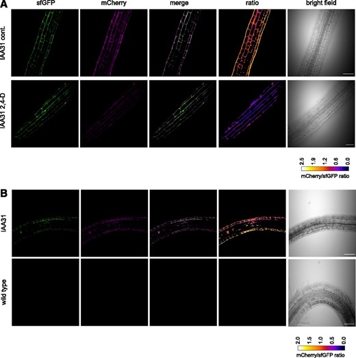 Auxin destabilizes IAA31-tFT in planta. A, Confocal micrographs of primary roots of 6-d-old IAA31-tFT seedlings, treated with 5 µm 2,4-D or ethanol (cont.) for 4 h. B, Confocal micrographs of 14-d-old IAA31-tFT roots turned by 180° for 16 h to induce root bending. Bars = 50 µm.