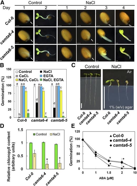 camta6 seeds display reduced sensitivity to NaCl and ABA during germination but enhanced sensitivity to NaCl in older seedlings. A, Photographs of germinating seeds of the wild type (Col-0), camta6-4, and camta6-5 on control (0.25× MS) medium and medium supplemented with 200 mm NaCl (days post 48 h of stratification are indicated). Arrows show the emerging radicles. Bars = 100 µm. B, The medium was supplemented with the indicated combinations of chemicals (NaCl, 200 mm; CaCl2, 10 mm; and EGTA, 1 mm), and germination rates were monitored 5 d after plating. Data represent means ± se (three biological independent experiments, ∼100 seeds each), and letters above the bars represent statistically different values by Tukey’s honestly significant difference post hoc test (P < 0.01). C, Three-day-old Col-0, camta6-4, and camta6-5 plants were transferred to 0 (control) or 250 mm-supplemented MS medium (see “Materials and Methods”). Images were taken 5 d following seedling transfer. Bars = 5 mm. D, Total chlorophyll was extracted from treated seedlings as described in A. E, The medium was supplemented with the indicated concentrations of ABA, and germination rates were monitored 5 d after plating. In D and E, *, P < 0.01, Student’s t test, versus Col-0. Data represent means ± se (four biological independent experiments, 10 seedlings each). In B and E, seed germination was scored 5 d post stratification.