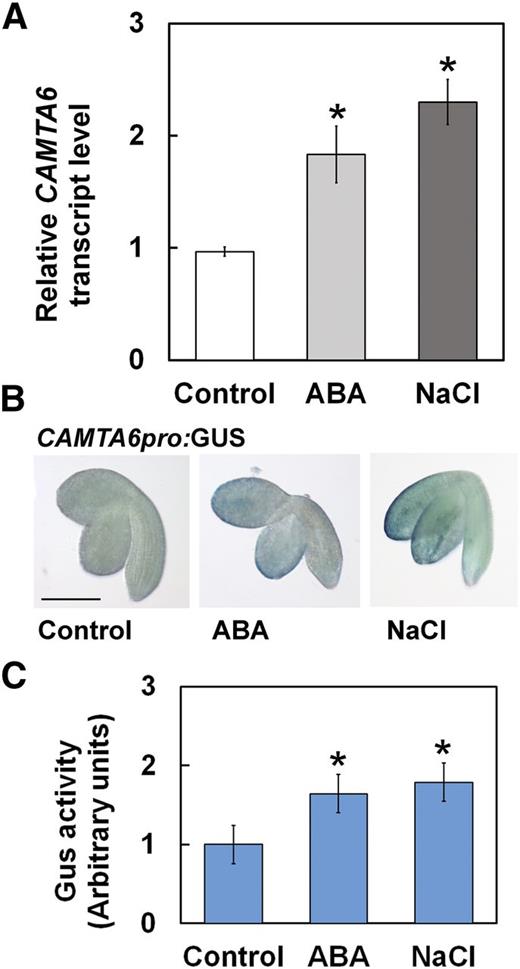 CAMTA6 expression is enhanced by NaCl and ABA. A, RT-qPCR analysis for relative CAMTA6 transcript quantification in pregerminated seedlings. Data represent means ± sd (three biological experiments, ∼30 seeds each). B, GUS staining of CAMTA6pro:GUS pregerminated transgenic seedlings. Bar = 1 mm. C, Fluorometric assay of the expression levels of GUS activity in CAMTA6pro:GUS pregerminated transgenic seedlings. The values were normalized versus the GUS activity in the control (designated as 1) and are presented in arbitrary units. Data represent means ± sd (three biological experiments, ∼20 seeds each). In A, B, and C, seeds were treated with 0 (control) or 200 mm NaCl or 10 µm ABA for 16 h prior to seedling ejection. In A and C, *, P < 0.01, Student’s t test, versus control.
