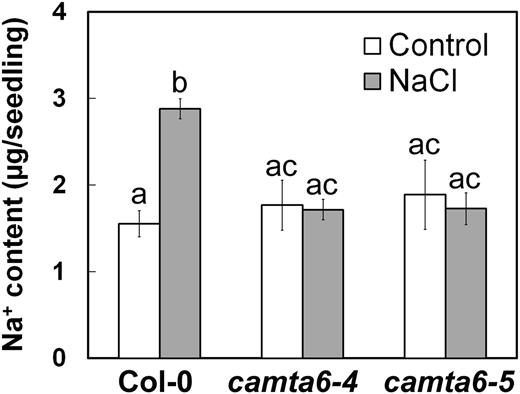 camta6 mutants accumulate less Na+ under salt stress conditions. Na+ content was determined as described in “Materials and Methods” in pregerminated Col-0, camta6-4, and camta6-5 seedlings following treatment with 0 (control) or 200 mm NaCl for 16 h prior to seedling ejection. Data represent means ± sd (three biological experiments, ∼50 seeds each). Letters above the bars represent statistically different values by Tukey’s honestly significant difference post hoc test (P < 0.01).