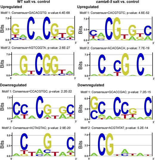 Highly represented sequence motifs in the promoters of differentially expressed genes in the wild type (WT) and the camta6-5 mutant. Promoter analyses of differentially expressed genes derived from comparisons of wild type-salt versus wild type-control and camta6-5-salt versus camta6-5-control were performed using the Amadeus-Allegro software (http://acgt.cs.tau.ac.il/allegro/download.html) on the 1,000 b genomic sequences upstream of the transcription start sites of the corresponding genes. Motifs of eight bases were derived from the JASPAR regulatory motif database. The recommended statistically significant P value is 1E−20 or less. Left, Promoter motifs in differentially expressed genes from wild type-salt versus wild type-control. In the up-regulated genes, motif 1 with a consensus GACACGTG and a P value of 4.4E−68 represents a G-box TF found in bZIP and bHLH TFs, like ABI5, ABF1, PIF4, HY5, and MYC. Motif 2 with a consensus AGTCGGTA and a P value of 2.6E−27 is a DRE-like motif known to mediate salt and drought tolerance, as in many DREBs. In the down-regulated genes, motif 1 with a consensus CCACGTGC and a P value of 2.2E−22 represents a G-box and ABRE motifs representing bHLH TFs like PIFs, SPT, MYC, and others. Motif 2 with a consensus ACTAGTAC and a P value of 2.9E−20 might represent promoter motifs involved in the network of light-regulated genes, like SORLREP1. Right, Promoter motifs in differentially expressed genes from camta6-5-salt versus camta6-5-control. In the up-regulated differentially expressed genes, motif 1 with a consensus CACGTGTC and a P value of 4.6E−52 is an ABRE- and CAMTA-binding motif (C/ACGTGT/G) representing TF-binding sites such as ABI5, ABFs, bHLH, MYC, and others. Motif 2 with a consensus ACACGACA and a P value of 7.7E−19 is a G-box cis-acting element involved in light responsiveness. In the down-regulated differentially expressed genes, motif 1 with a consensus GCACTGA and a P value of 7.2E−15 is not as significant as the up-regulated motifs. It may be associated with cytokinin responses. Motif 2 with a P-value of 5.2E−14 represents an ABA-responsive element termed the A-box (ACGTAG) known to occur in genes expressed in seed embryos.