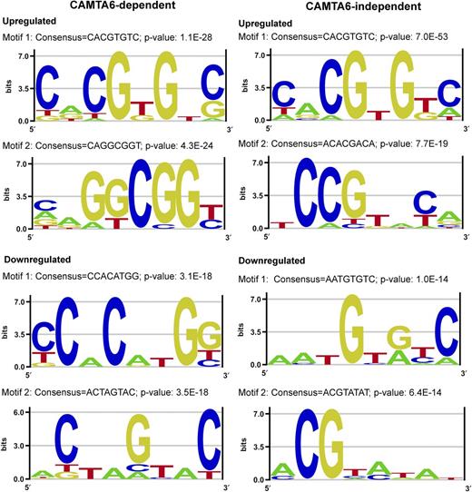 Highly represented sequence motifs in the promoters of differentially expressed genes in the CAMTA6-dependent and CAMTA6-independent groups. Promoter analyses of differentially expressed genes in the CAMTA6-dependent and CAMTA6-independent groups were performed using the Amadeus-Allegro software (http://acgt.cs.tau.ac.il/allegro/download.html) on the 1,000 bp genomic sequences upstream of the transcription start sites of the corresponding genes. Motifs of eight bases were derived from the JASPAR regulatory motif database. The recommended statistically significant P value is 1E−20 or less. Left, CAMTA6-dependent genes. In the up-regulated group, motif 1 with a consensus CACGTGTC and a P value of 1.1E−27 represents an ABRE- and CAMTA-binding site. Motif 2 with a consensus CAGGCGGT/C and a P value of 4.3E−24 represents a GCC-box, DRE-like, which is a binding motif of the DREB family TFs. This box is also known as an ethylene-responsive element (Solano et al., 1998). In the down-regulated differentially expressed CAMTA6-dependent genes, motif 1 with a consensus CCACATGG and a P value of 3.1E−18 represents a MYC recognition site in the promoters of the dehydration-responsive gene rd22 and in the DREB1A promoter and ICE1-binding site. Motif 2 with a consensus ACTAGTAC and a P value of 3.5E-18 represents SORLREP1, a motif involved in light-regulated gene expression (Hudson and Quail, 2003). Right, CAMTA6-independent genes. Promoter analysis in the up-regulated genes revealed the classical ABRE (with a consensus CACGTGT/GC), which also represents the ABRE/CAMTA motif, the major motif in the up-regulated genes (P value of 7.0E−53). The major motif in the down-regulated salt-responsive CAMTA6-independent genes has a consensus AATGTG/AT/CC (P value of 1.0E−14), but the identity of this motif could not be verified and its occurrence is not considered statistically significant.