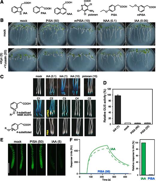 Evaluation of PISA for an auxin-like effect in the SCFTIR1/AFB pathway. A, The structures of auxins and PISA. B, Effects of PISA on auxin-deficient root phenotypes. Arabidopsis plants were cultured for 5 d on vertical agar plate containing chemicals with or without auxin biosynthesis inhibitors yucasin DF and L-kynurenine (Kyn). The values in parentheses represent the concentration of chemicals (micromolar). Bar = 5 mm. C, Effects of alkyloxy-PAA on auxin-responsive DR5::GUS expression. Five-d–old DR5::GUS seedlings were incubated with chemicals for 6 h. Methoxy (C1) to pentoxy (C5) PAA derivatives including mPISA and PISA were assessed at 50 μm. D, Quantitative analysis of GUS enzyme activity in the DR5::GUS line treated with IAA and PISA. Values are the means ± sd (n = 9). E, DII-VENUS seedlings were incubated with 10-μm yucasin DF for 3 h and then washed with medium. The seedling was incubated with PISA and IAA for another 60 min. Bar = 500 μm. F, SPR analysis of the auxin-induced interaction between TIR1 and IAA7 degron peptide. The sensorgram shows the effect of 50-μm IAA (green) and 50-μm PISA (blue) on TIR1-DII peptide association and dissociation. The bars show the relative response of PISA to IAA (100%).