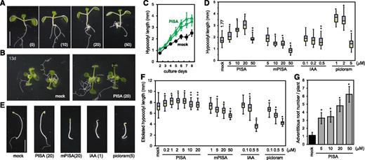 Effects of PISA on hypocotyl elongation and adventitious root formation. A, Arabidopsis seedlings cultured for 7 d with PISA. The values in parentheses represent the concentration of chemicals (micromolar). Bar = 5 mm. B, 13-d–old plants grown with PISA. C, Time course of hypocotyl length of seedlings cultured with PISA (solid square = 10 μm; solid triangle = 20 μM). Values are the means ± sd (n = 15–20). D, Hypocotyl lengths of seedlings cultured for 7 d with PISA and auxins. The hypocotyl length (millimeters) of the mock-treated seedlings is indicated. Box-and-whisker plots show a median (centerline), upper/lower quartiles (box limits), and maximum/minimum (whiskers; n = 30–38). Statistical significance assessed by Welch’s two-sample t test. Asterisks indicate significant differences (**P < 0.05, *P < 0.01). E, Etiolated seedlings cultured for 5 d in dark with PISA and auxins. F, Hypocotyl lengths of etiolated seedling cultured for 3 d in dark with PISA and auxins. Statistical significance assessed by Welch’s two-sample t test. Asterisks indicate significant differences (n = 50–72, **P < 0.05, *P < 0.01). G, Adventitious root production induced by PISA. Arabidopsis seedlings were cultured for 7 d with PISA and the adventitious root number at shoot and root junction was counted. Asterisks indicate significant differences (n = 30, **P < 0.05, *P < 0.01).