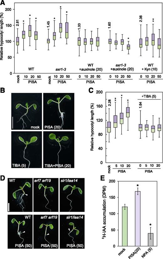 Auxin signaling and transport inhibitors repress PISA-induced hypocotyl phenotypes and PISA promotes basipetal auxin transport in the hypocotyl. A, The hypocotyl length of Arabidopsis wild-type and axr1-3 mutant seedlings cultured for 7 d with chemicals. Relative hypocotyl length is shown as the percentage of that in mock-treated plants (100%). The actual length (millimeter) of mock-treated hypocotyls are indicated (n = 40–48). B, Seedlings cultured for 7 d with PISA and auxin transport inhibitor, TIBA. C, Hypocotyl length in seedlings cultured with or without TIBA and PISA. Relative hypocotyl length is shown as the percentage of that in mock-treated plants (100%). The actual length (millimeter) of mock-treated hypocotyls is indicated as box-and-whisker plots (n = 40–45). Statistical significance assessed by Welch’s two-sample t test. Asterisks indicate significant differences (**P < 0.05, *P < 0.01). D, Seedlings of wild type, arf7 arf19, and slr1/iaa14 mutants cultured for 7 d with or without PISA. The values in parentheses represents the concentration of chemicals (micromolar). Bar = 5 mm. E, Rootward transport of radiolabeled 3H-IAA in decapitated hypocotyls. NPA, an auxin transport inhibitor, was used as the negative control. (*P < 0.01, n = 9).