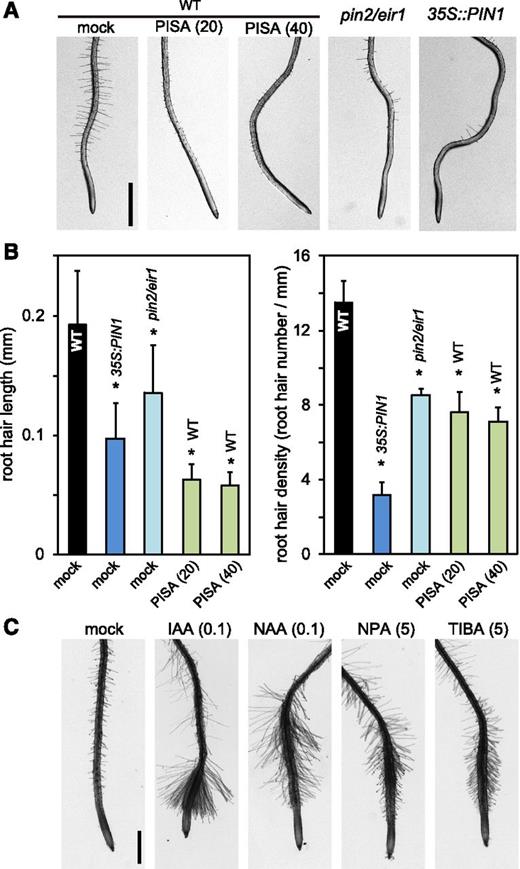 PISA inhibits root hair formation. A, Root hairs of pin2/eir1, 35S::PIN1, and wild-type (WT) plants treated with PISA. Five-d–old seedlings were cultured for 2 d on vertical agar plates with or without PISA. The values in parentheses represent the concentration of chemicals (micromolar). B, The root hair length and density of pin2/eir1, 35S::PIN1, and wild-type plants treated with PISA. The length and density of root hairs within the 2–4-mm region from root tip were measured. Values are the means ± sd. Asterisks indicate significant differences (n = 8–11, *P < 0.01). C, The root hair formation of wild-type seedlings grown with auxins and auxin transport inhibitors. The values in parentheses represent the concentration of chemicals (micromolar). Bar = 1 mm.