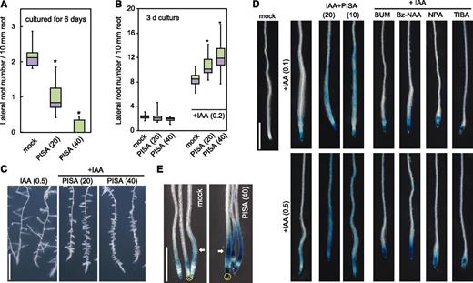 Effects of PISA on IAA-induced lateral root formation and shootward IAA transport. A, Effects of PISA on the lateral root formation. Arabidopsis seedlings were cultured for 6 d with PISA. The number of lateral roots were counted and the density of lateral roots are shown as box-and-whisker plots (n = 14–16). B and C, Effects of PISA on IAA-induced lateral root formation. Five-d–old seedlings were cultured for additional 3 d with PISA in the presence of IAA. The density of lateral roots are shown as box-and-whisker plots (B, n = 14–16) and representative images are shown (C). Bar = 5 mm. D, Effects of PISA on IAA-induced DR5::GUS expression. Five-d–old DR5::GUS seedlings were incubated for 12 h in liquid GM medium with or without PISA or auxin transport inhibitors. IAA was added to the GM medium and the seedlings were further incubated for additional 6 h. The IAA-induced GUS activity was visualized by X-Gluc. Bar = 1 mm. E, Effects of PISA on shootward IAA transport. An agar block containing IAA was applied to DR5::GUS root tips (yellow ring) and the seedlings were incubated on vertical plates containing 40-μm PISA for 10 h. Arrows show the IAA-induced GUS activity. Bar = 1 mm. Statistical significance assessed by Welch’s two-sample t test. Asterisks in (A) and (B) indicate significant differences (*P < 0.01). The values in parentheses represent the concentration of chemicals (micromolar).