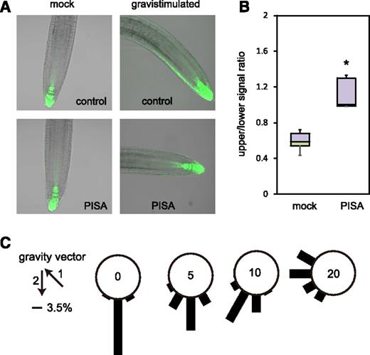PISA inhibits auxin distribution and root gravitropism. A, Effect of PISA on auxin asymmetric distribution. Four-d–old DR5::GFP seedlings were transferred to 20-μm PISA and control medium for 1 h. After 1 h, seedlings were gravistimulated for 4 h and imaged. PISA pretreatment abolished auxin asymmetric distribution and seedlings did not respond to gravity stimuli. B, Quantitative evaluation of (A), showing a mean ratio of the signal intensity of the upper-/lower-half of the root. (*P < 0.01). C, Effect of PISA on root gravitropic response. Five-d–old wild-type seedlings were placed on vertical GM agar plates containing PISA and then cultured for 3 h in the dark. The plates were further incubated for 16 h after rotating plates at 135° angle against vertical direction. The arrows indicate the vector of gravity before (1) and after (2) the initiation of gravistimulation. The angles were grouped into 30° classes and plotted as circular histograms.