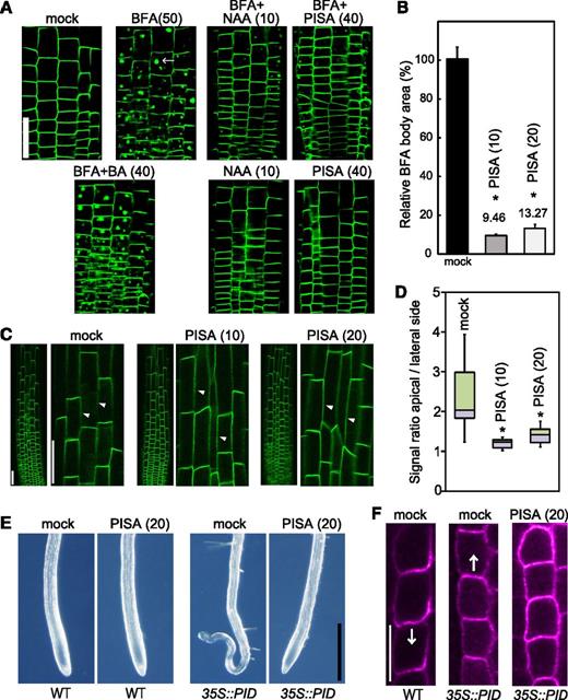 Effects of PISA on PIN internalization from the PM. A and B, Effect of PISA on the BFA body formation of PIN2-GFP. Five-d–old proPIN2::PIN2-GFP seedlings were incubated for 30 min in liquid GM medium containing PISA, benzoic acid (BA) and NAA, and then BFA was added to the medium. Seedlings were then incubated for additional 60 min. BFA induced PIN2-GFP-marked BFA bodies. The area of BFA body was measured and the area in BFA-treated seedlings (n = 25–40, *P < 0.01) was adjusted to 100%. The value of the area is shown the means ± sd in (B). Bar = 50 μm. C and D, Effect of PISA on the internalization of PIN2-GFP. Five-d–old proPIN2::PIN2-GFP seedlings were incubated for 12 h with PISA. The fluorescence intensity of the apical and lateral sides of cells in the root (n = 18–20, *P < 0.01) were quantified and the fluorescent signal rate (apical side/lateral side) is shown as the means ± sd in (D). The values in parentheses represent the concentration of chemicals (micromolar). Bar = 50 μm. Arrowheads show lateral cell side. E, Effects of PISA on a collapse of the primary root meristem. Five-d–old root tips of wild-type (WT) and 35S::PID plants grown vertically on agar plates containing PISA. Bar = 500 μm. F, Effects of PISA on PIN1 localization in the endodermis of wild-type and 35S::PID roots. Immunolocalization of PIN1 after treatment with PISA for 4 h. Bar = 10 μm. Arrows indicate the direction of IAA transport by PIN1.