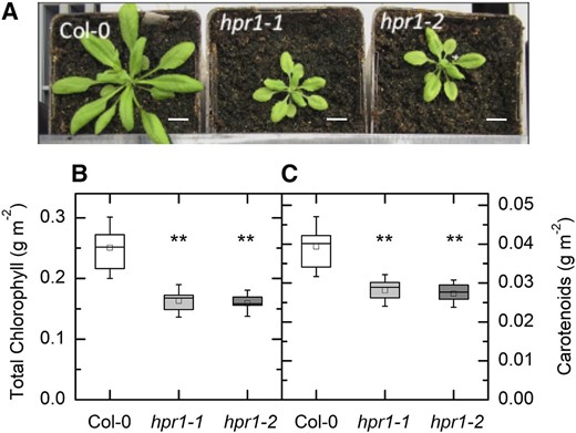 Rosette appearance of wild-type, hpr1-1, and hpr1-2 plants and pigments. A, Photographs of three lines of Arabidopsis grown in soil for 4 weeks. Bars = 0.5 inches. B and C, Chlorophyll (B) and carotenoid (C) contents. Chlorophyll and carotenoids from the leaves of 4-week-old plants were measured as described in “Materials and Methods.” Differences between the wild type and treatments were tested by one-way ANOVA followed by Tukey’s test. The box encompasses the middle two quartiles, the mean is shown as an open square inside the box, the median is shown as a line inside the box, and the whiskers show the sd of the data. Statistical differences are indicated as follows: **, α = 0.01. n = 6.