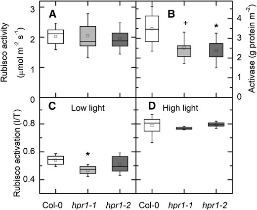 Rubisco activity and activase protein. A and B, Total Rubisco activity (A) and Rubisco activase protein (B). Activase protein was measured using antibodies raised against Rubisco activase and a WES capillary electrophoresis instrument from ProteinSimple. C and D, Rubisco activation state is presented as the ratio between initial (I; measured as quickly as possible after extraction) and total (T; after incubation with HCO3 and Mg) at 125 (C) or 1,000 (D) μmol photons m−2 s−1. For A, C, and D, n = 4 to 7. For B, data were not different between the low-light and high-light treatments and so were combined (n = 7 or 8). Differences between the wild type and treatments were tested by one-way ANOVA followed by Tukey’s test. The box encompasses the middle two quartiles, the mean is shown as an open square inside the box, the median is shown as a line inside the box, and the whiskers show the sd of the data. Statistical differences are indicated as follows: +, α = 0.1 and *, α = 0.05.