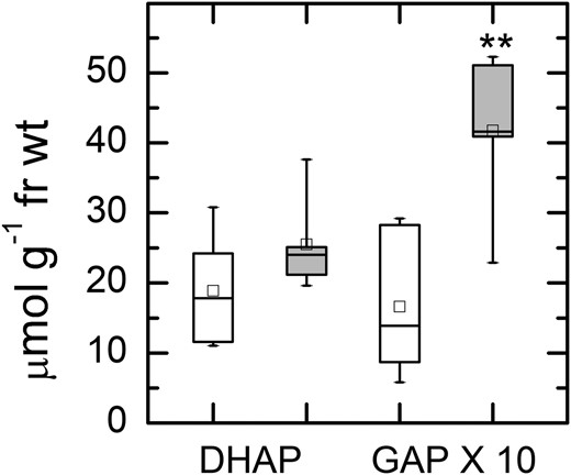 Amounts of DHAP and GAP. Leaves were treated with 1,000 µmol photons m−2 s−1 for 6 h and then clamped with liquid nitrogen-cooled copper blocks to stop metabolism in the light. Leaf samples were extracted with perchloric acid, neutralized, and then measured using sequential additions of GAP dehydrogenase and TPI while following NADH production photometrically. White boxes represent data for Col-0 and gray boxes represent data for hpr1-1. Differences between the wild type and treatments were tested by one-way ANOVA followed by Tukey’s test. The box encompasses the middle two quartiles, the mean is shown as an open square inside the box, the median is shown as a line inside the box, and the whiskers show the sd of the data. Statistical difference is indicated as follows: **, α = 0.01. n = 5. fr wt, Fresh weight.