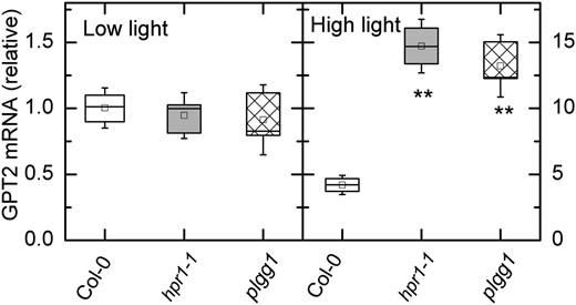 Reverse transcription quantitative PCR analysis of GPT2 transcripts in low and high light. Transcripts were measured in two photorespiratory mutant lines and the wild type (Col-0) in plants taken from low light intensity (125 µmol m−2 s−1) and after 6 h (A) and high light (500 µmol m−2 s−1; B). Note that the scale is 10-fold higher for the high-light data, thus GPT2 transcript was about 4-fold higher in Col-0 after the high-light treatment and about 15-fold higher in the hpr1 mutants. Differences between the wild type and treatments were tested by one-way ANOVA followed by Tukey’s test. The box encompasses the middle two quartiles, the mean is shown as an open square inside the box, the median is shown as a line inside the box, and the whiskers show the sd of the data. Statistical differences are indicated as follows: **, α = 0.01. n = 3.