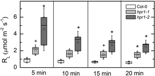 RL in Col-0 and hpr1 mutants. RL was measured as the flux of 12CO2 occurring when a leaf was fed 99% (mol/mol) 13CO2. The LI-COR LI-800 gas analyzer is only 2.4% as sensitive for 13CO2 as for 12CO2, and it was assumed that the 13CO2 concentration in the air stream was the same as the 12CO2 had been before beginning the labeling. Differences between the wild type and treatments were tested by one-way ANOVA followed by Tukey’s test. The box encompasses the middle two quartiles, the mean is shown as an open square inside the box, the median is shown as a line inside the box, and the whiskers show the sd of the data. Statistical differences are indicated as follows: +, α = 0.1 and *, α = 0.05. n = 3.