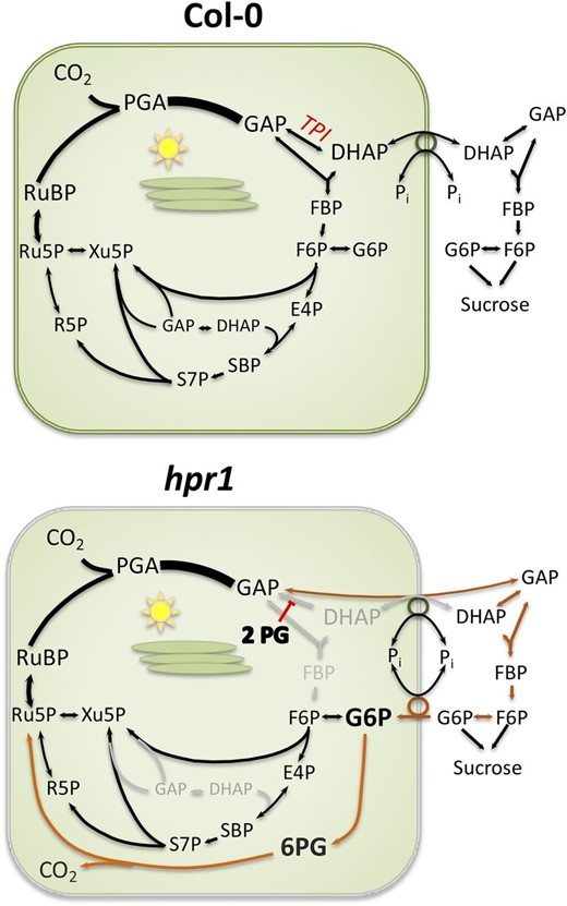 Hypothesized carbon flow in Col-0 and hpr1-1. The canonical path of carbon in the Calvin-Benson cycle plus Suc synthesis is shown for Col-0. In hpr1-1 plants, we hypothesize that 2-PG inhibits TPI, forcing export of GAP. Once acted on by cytosolic TPI, some DHAP will be reimported, but the gradient in phosphate is not favorable for this flux. The triose phosphates in the cytosol will be converted eventually to Glc-6-P. Some unknown signal results in the expression of GPT2, allowing reimport of carbon as Glc-6-P. This allows some Calvin-Benson cycle activity but also stimulates the Glc-6-P shunt (shown in orange). Alternatively, Glc-6-P in the cytosol could build up and allow a cytosolic shunt in which ribulose 5-phosphate (Ru5P) is converted to xylulose 5-phosphate (Xu5P), which returns to the Calvin-Benson cycle through the xylulose phosphate transporter (not shown). The stimulated Glc-6-P shunt is balanced in terms of carbon and NADPH but reduces ATP availability. Another unknown signal results in cyclic electron flow. E4P, Erythrose 4-phosphate; F6P, Fru-6-P; PGA, phosphoglyceric acid; 6PG, 6-phosphoglucanate; R5P, ribose 5-phosphate; RuBP, ribulose 1,5-bisphosphate, SBP, sedoheptulose 1,7-bisphosphate; S7P, sedoheptulose 7-phosphate.