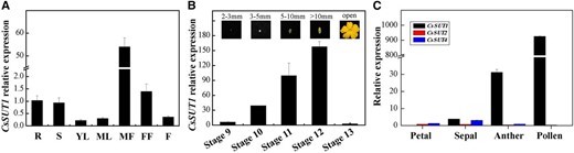 Spatio-temporal expression of CsSUT1 in cucumber. A, RT-qPCR analysis of CsSUT1 in different plant organs. B, RT-qPCR analysis of CsSUT1 at various stages of male flower development. Images in (B) were obtained from the male flower at various developmental stages, illustrated by different floral bud lengths. C, Expression analysis of three cucumber SUTs in sepals, petals, anthers, and pollen of stage 12 male flowers. Error bars represent ± sem (n = 3). Abbreviations: R, root; S, stem; YL, young leaf; ML, mature leaf; MF, male flower; FF, female flower; F, fruit.