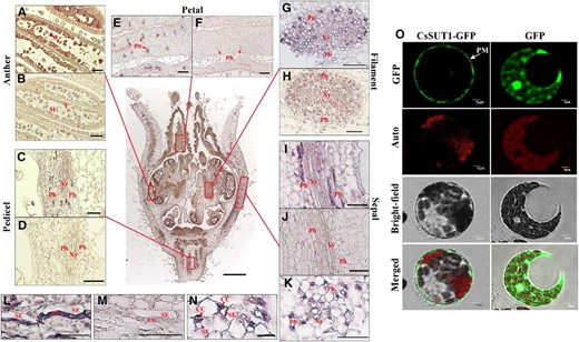 Histological and cellular localization of CsSUT1. A–N, Immunolocal detection of CsSUT1 in stage 10 male flowers using a CsSUT1-antiserum. A, C, E, G, I, K, L, N, Immunolabel detected in the tapetum and microspores in anthers, and phloem cells in sepals, petals, filaments, and the pedicel. B, D, F, H, J, M, Control sections incubated with preimmune serum were devoid of label. (G), (H), (K), and (N) are transverse sections, and the others are longitudinal sections. (L), (M), and (N), are the close-ups of (I), (J), and (K), respectively. O, Plasma membrane localization of CsSUT1-GFP fusion protein in protoplasts derived from cucumber cotyledons. GFP served as a control. Abbreviations: T, tapetum; M, microspore; Ph, phloem; Xy, xylem; SE, sieve element; PM, plasma membrane; Auto, chlorophyll autofluorescence. Scale bars = 50 μm in (A–N) and 5 μm in (O).