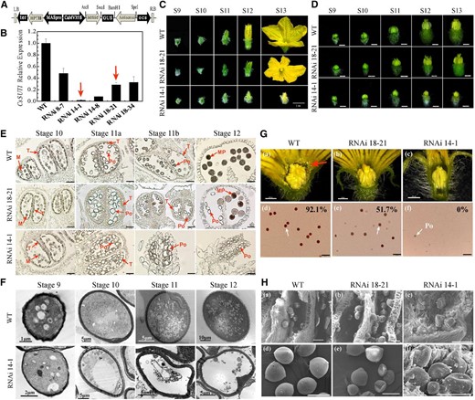 Morphological and structural characterization of CsSUT1-RNAi male flowers. A, Schematic illustration of the CsSUT1-RNAi expression vector used in this study. B, RT-qPCR analysis of CsSUT1 transcripts present in stage 12 male flowers of wild-type (WT) and CsSUT1-RNAi lines. Error bars = ± sem (n = 3). Two lines were selected for further research (red arrows). C, Morphological features of male flowers at different developmental stages in wild type and CsSUT1-RNAi lines. D, Anther development in wild type and CsSUT1-RNAi male flowers. E, Transverse sections illustrating anther and pollen development in wild type and CsSUT1-RNAi lines. F, Transmission electron micrographs of developing pollen from wild type and CsSUT1-RNAi 14-1 plants. G, Phenotype of male flowers at anthesis stage (a–c), and triphenyltetrazolium chloride stained pollen grains (d–f, white arrows), with percentage viability (%) of wild type and CsSUT1-RNAi lines. Red arrow in (a) indicates abundant pollen. H, Scanning electron micrographs of anthers (a–c) and pollen grains (d–f) from stage 12 male flowers of wild type and CsSUT1-RNAi lines. Abbreviations: M, microspore; MP, mature pollen; Po, pollen; T, tapetum. Scale bars = 1 cm in (C), 200 μm in (D) and (G), and 50 μm in (E) and (H).