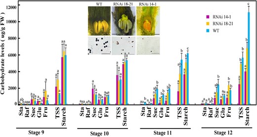Carbohydrate levels analysis in male flowers from wild-type (WT) and CsSUT1-RNAi lines. Data presented are means ± sem (n = 3) with units of µg/g fresh weight (FW). An ANOVA was undertaken using Tukey Honestly Significant Difference test, n = 3; the letters above the bars indicate significant differences (P < 0.05). Inset: Starch levels in male flowers and pollen of wild-type and CsSUT1-RNAi lines, detected by I2-KI staining. Abbreviations: Sta, stachyose; Raf, raffinose; TSS, total soluble sugar. Scale bars = 1 mm in inset figure.