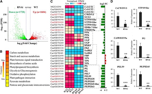 Identification of genes related to carbohydrate metabolism in the cucumber male flower. A, Volcano plot of down-regulated (Down) and up-regulated (Up) DEGs developed based on RNA-Seq data from CsSUT1-RNAi lines versus wild-type (WT) lines. B, Functional categories of DEGs in RNA-Seq data identified by Kyoto Encyclopedia of Genes and Genomes (KEGG) analysis; the top ten categories are shown. ‘Frequency’ stands for the percentage of genes in a certain category to the total DEGs. C, The DEGs involved in carbohydrate metabolism, transport, and signaling. D, Expression of several genes related to carbohydrate metabolism in (C), verified by RT-qPCR. α-Tubulin (AJ715498) was used as the normalization control. Error bars = ± sem (n = 3). Student’s t test, *P < 0.05; **P < 0.01; ***P < 0.001. Abbreviations: FC, fold change; SWEET, sugar will eventually be exported transporter; PFK, phosphofructokinase; UGP, UTP-Glc-1-phosphate uridylyltransferase; HXK1, hexokinase 1; FK2, fructokinase 2; SnRK1, SNF1-related protein kinase; FBP, Fru-1,6-bisphosphatase; TPS, alpha-trehalose-phosphate synthase; PG, polygalacturonase; PEL, pectate lyase; PE/PEI, pectinesterase/pectinesterase inhibitor; FPKM, fragments per kilobase of transcript per million fragments mapped; Min, minimum; Max, maximum.