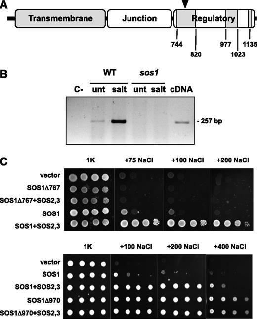 Functionality of truncated SOS1 protein. A, Diagram of functional domains of SOS1. The junction domain is the C-terminal portion of SOS1 that has sequence homology with NHX8 and no known functional role; further downstream is the regulatory domain that is specific and characteristic of SOS1-like proteins that has been dissected in three functional modules: the activation domain with sequence similarities to cyclic-nucleotide binding site (amino acids 740– 820), the autoinhibitory domain (977–1023), and the CIPK24 phosphorylation site (Ser-1135) that counteracts autoinhibition (Quintero et al., 2011). The arrowhead marks the truncation point after K767 in the mutant protein. B, RT-PCR of SOS1 mRNA of wild-type Nipponbare plants (WT, wild type) and homozygous plants of line AVIB03 (sos1), with primers S1-E19-F and S1-E20-R annealing at exons 19 and 20. Detached leaves were treated (salt) or not (unt) with 150 mm NaCl for 24 h. Insertion of Tos17 at the intervening intron 19 prevented the amplification in the sos1 mutant. As control, the cDNA of SOS1 was used as template in the PCR reaction (cDNA). C- indicates a mock reaction without template. C, Truncated SOS1 proteins of rice were expressed in the yeast strain AXT3K, with and without the coexpression of the Arabidopsis SOS2–SOS3 kinase complex, and compared with the wild-type SOS1. Decimal dilutions of saturated liquid cultures in selective media were plated in Arginine-Phosphate medium with 1 mm KCl (1K) supplemented with the indicated millimolar concentrations of NaCl.