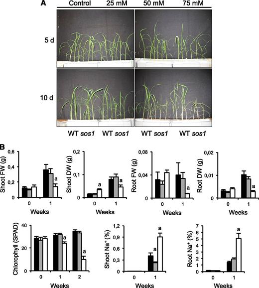 Growth parameters of sos1 mutant in salt. The 5-d-old seedlings of wild type (WT), sos1 mutant, and a congenic segregant without the sos1 mutation were transferred to hydroponic culture in Miyamoto's medium supplemented with the indicated amounts of NaCl. A, Depicted are three representative plants per genotype of wild type and sos1 mutant at 5 and 10 d after transfer to 25, 50, and 75 mm NaCl. B, Fresh weight (FW) and dry weight (DW) of shoot and roots, the chlorophyll content (SPAD units), and the shoot and root Na+ content of wild type (black columns), sos1 (white), and the congenic azygous control (gray) before and after 1 week in 50 mm NaCl. The chlorophyll content at 14 d is also given. Plants after 2-week growth in salt were not further processed because roots of the sos1 mutant were severely damaged. Values are the mean and SD of five plants per genotype. Different letters indicate significantly different values relative to that in the wild type determined by one-way ANOVA (a = P < 0.01).