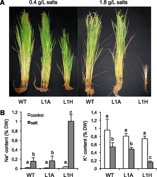 Plant growth in experimental paddies. A, Representative plants of sos1 (L1H), SOS1 congenic segregant (L1A), and wild type Nipponbare (WT, wild type) genotypes grown for 2 months in experimental paddies irrigated with underground water (left) or supplemented with salt (right). Salt contents in the irrigation water are indicated on top. B, Na+ and K+ content in shoots of control (white columns) and salinized plants (gray columns). Genotypes are labeled as in (A). Plotted are the mean and SD of five plants per genotype and condition after 30 d of saline treatment. Different letters indicate significantly different values at P < 0.001 determined by one-way ANOVA. DW, dry weight.