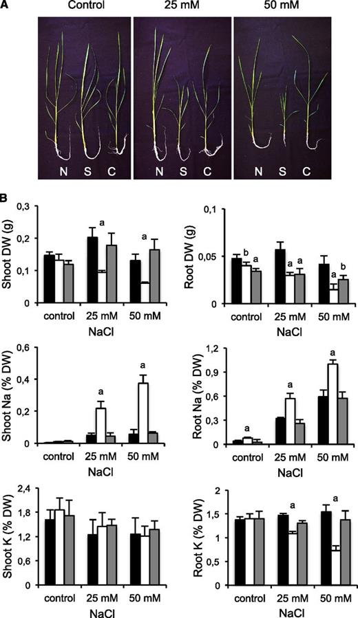 Complementation of sos1 mutant. The 10-d-old seedlings of wild type, sos1 mutant, and the complementation line C11 were transferred to hydroponic culture in Miyamoto's medium supplemented with the indicated amounts of NaCl. Plants were harvested 2 weeks later. A, Depicted are representative plants of genotypes Nipponbare (N), the sos1 mutant (S), and line C11 (C). B, Dry weight (DW) and Na+ contents in shoots and roots of plants harvested after 7 d of the salinity treatment. Represented are the mean values and SD of wild type (black columns), sos1 (white), and complementation line C11 (gray) of four plants per genotype and growth condition. Letters indicate significantly different values relative to that in the wild type determined by one-way ANOVA (a = P < 0.01, b = P < 0.05).