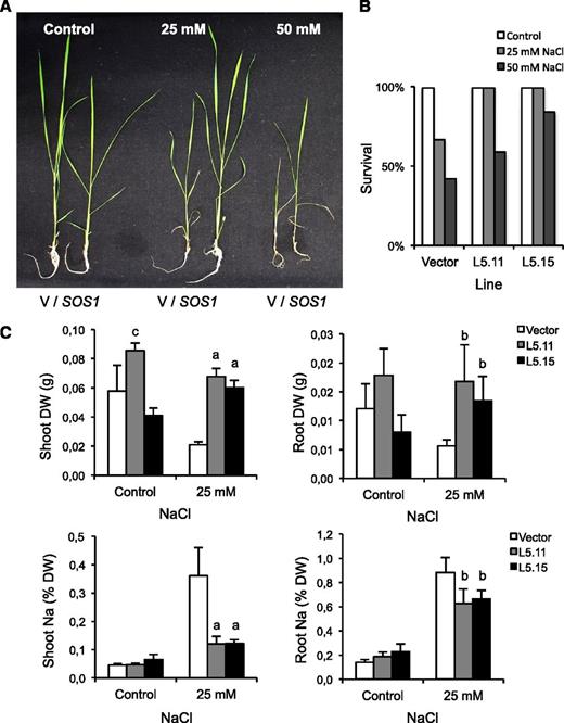 Salt tolerance imparted by SOS1. The 7-d-old seedlings of two independent Nipponbare transgenic lines expressing 35S:SOS1 were cultivated alongside control seedlings transformed with an empty vector (V) in the absence or presence of 25 and 50 mm NaCl for 4 weeks. A, Representative control (V) and transgenic plants (SOS1) are depicted. B, Survival rate of plants after the completion of the experiment. C, Dry weight (DW) and Na+ content (as percentage of DW) of plants surviving the 25-mM NaCl treatment (n = 6). Letters indicate significantly different values relative to that in the wild type determined by one-way ANOVA (a = P < 0.01, b = P < 0.05, c = P < 0.1).