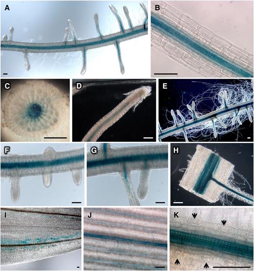 Tissue expression pattern of SOS1. A to K, Representative images of staining patterns resulting from GUS expression under the control of the SOS1 gene promoter. A and B, Preferential expression around the root vascular bundle. C, Root cross section. D and E, Lack of staining in undifferentiated tissues near the root cap and in root hairs. F to H, Staining indicates that expression of SOS1 correlates with the differentiation of vascular bundles in secondary roots. I, Scattered expression around the vasculature of the coleoptile. J, Vascular bundles of the flag leaf. K, Strong expression in leaf xylem parenchyma. Arrowheads point to nonstained stomata. Scale bars =100 µm.
