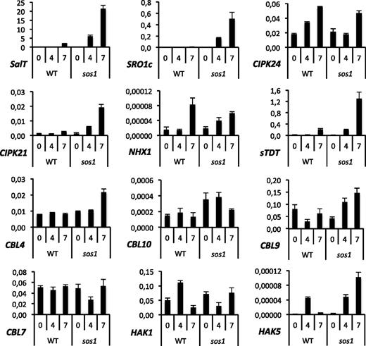 Quantitation of expression levels of genes relevant to salinity tolerance. RT-qPCR analysis was performed using the 2−∆∆CT method and the gene expression data normalized for the quantity of UBQ5 gene transcript before (0) and 4 and 7 d after salt treatment with 75 mm NaCl. All y axes are mean values of normalized expression levels ± sd. All x axes are time of treatment and genotype. WT, wild type.