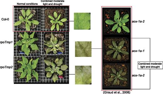 Effects of inhibition of either complexes I and IV or the AOX on respiration and physiology under normal and stress conditions. A, Respiration capacities were compared between mitochondria isolated from Arabidopsis plants lacking either complexes I and IV (rpoTmp mutants) or the AOX (aox1a mutants) and wild-type plants. Rates of TCA cycle-driven respiration were determined for all mutant lines and the wild type (i and iii). The electron transport capacities of the AOX and the cytochrome oxidase in mitochondrial membranes from rpoTmp and aox1a, respectively, were measured in the presence of AOX- or complex IV-specific substrates and compared with wild-type rates (ii and iv). *, Significant differences. B, In vivo KCN-resistant respiratory rates expressed as a percentage of total respiration in leaf discs under normal growth and MLD (ML+D) conditions. Error bars indicate SE. *, Significant differences. C, Physiological response of Arabidopsis plants to MLD treatment showing increased anthocyanin pigment accumulation after 4 d of treatment in both rpoTmp and aox1a lines compared with wild-type (Col-0) plants. Plants were grown in normal conditions for approximately 4 (Col-0; aox1a) or 5 weeks (rpoTmp) to reach a comparable developmental stage before being transferred to MLD. The aox1a plant images were taken from Giraud et al. (2008).