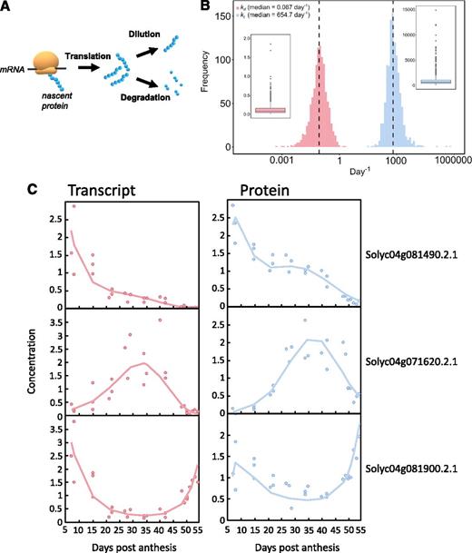Mathematical model of protein translation and degradation. A, Scheme of the main processes described in the mathematical model. B, Distribution and boxplot of both rate constants for translation (kt) and degradation (kd) that were satisfactorily fitted with the model for 1,103 proteins. C, Three satisfactorily fitted profiles of transcripts and proteins, for which protein peaks occurred at early, mid, and late stages of fruit development. Symbols correspond to transcript (red) and protein (blue) normalized experimental data. The red lines represent the fitting of the mRNA data and the blue line the fitting of the protein data.