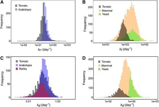 Comparison of rate constants between organisms. A, Distribution of 1,103 translation rate constants kt* calculated for proteins of tomato fruit (gray, median 0.31 d−1) superimposed with 1,228 values from Arabidopsis leaf (blue, median 0.23 d−1; Li et al., 2017). B, Distribution of 1,103 translation rate constants kt calculated for proteins of tomato fruit (gray, median 772 d−1) superimposed with 1,115 values of yeast (green, median 4,930 d−1; Lahtvee et al., 2017) and 4,247 values of mammal cells (yellow, median 2,981 d−1; Schwanhäusser et al., 2011). C and D, Distribution of 1,103 degradation rate constants kd calculated for proteins of tomato fruit (gray median 0.113 d−1) superimposed with (C) 1,228 values from Arabidopsis leaf (blue, median 0.113 d−1; Li et al., 2017) and 505 values from barley leaf (purple, median 0.076 d−1; Nelson et al., 2014) and with (D) 1,384 values of yeast (green, median 1.03 d−1; Lahtvee et al., 2017) and 5,028 values of mammal cells (fibroblast cells yellow, median 0.347 d−1; Schwanhäusser et al., 2011). All rate constant values were log10-scaled.