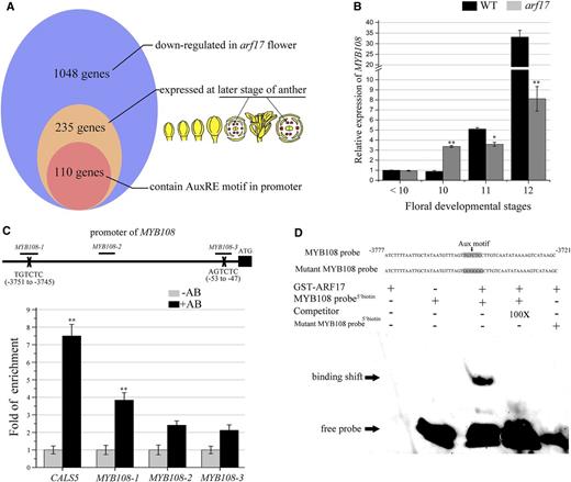 ARF17 directly regulates the expression of MYB108. A, More than 10% of ARF17-regulated genes contain an AuxRE motif in their promoter. The results of a microarray analysis showed that 1048 genes were down-regulated in the flower buds of the arf17 mutant compared with wild type (WT; FC > 1.5). Among those genes, 235 were mainly expressed at the late stage of anthers, according to the Arabidopsis electronic fluorescent pictographs browser (Winter et al., 2007). The results from the query of plant cis-acting regulatory DNA elements showed 110 genes contain an AuxRE motif in their promoter (Higo et al., 1999). B, RT-qPCR analysis of MYB108 expression in wild-type and arf17 flower buds at different developmental stages. The expression level was normalized to that of TUB and compared with the wild type at stages < 10. The floral developmental stages refer to those of Sanders et al. (1999). The error bars indicate sds and were calculated from three biological replicates. A two-tailed t test was used to evaluate statistical significance (*P < 0.05; **P < 0.01). C, ChIP-qPCR analysis of ARF17 protein enrichment on the promoter region of MYB108. The MYB108-1 promoter region contains the canonical AuxRE sequence (TGTCTC) from −3745 to −3751. The MYB108-2 and MYB108-3 regions contain the AuxRE-like sequences TGTCTT from −2125 to −2119 and AGTCTC from −53 to −47, respectively. DNA recovered after the addition of GFP antibody (AB+) and no antibody (AB−) was used as a template. Enrichment of the MYB108 promoter was confirmed by qPCR using the primer sets MYB108-1, MYB108-2, and MYB108-3, as well as the primer set CALS5, which served as the positive control, as described previously (Yang et al., 2013). The relative enrichment is presented compared to that of the AB− trial of each primer set. The means are shown with ± sds. A two-tailed t test was used to evaluate statistical significance (*P < 0.05; **P < 0.01). D, The results of EMSAs. GST-ARF17 protein was mixed with a biotin-labeled 60-bp probe containing the AuxRE and 100-fold unlabeled probe as a competitor. The unlabeled competitors reduced the visible shift significantly (arrow). The ARF17 protein could not bind the mutant MYB108 probe, whose AuxRE motif sequence (TGTCTC) was changed to GGGGGG.