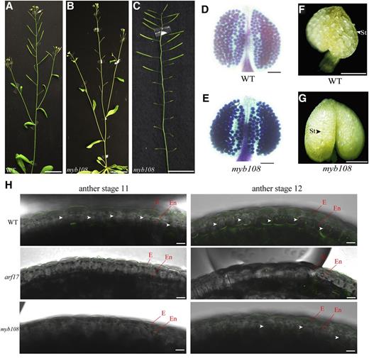 Lignification is affected in myb108 mutants. A to C, Wild type (WT) is fertile (A), whereas myb108 shows a sterile phenotype at the early reproduction stage (B), but its fertility is restored at the late reproduction stage (C). Bars, 1 cm. D and E, Alexander's staining of wild-type (D) and myb108 (E) anthers. Bars, 100 mm. F and G, The dehisced anthers of opening flowers in wild type (F). The nondehisced anthers of opening flowers in a myb108 mutant (G). Bars, 200 μm. H, The autofluorescence of lignification in the endothecium layer at anther stages 11 and 12 from wild-type, arf17, and myb108 mutants. Anthers were isolated from flower buds of the same size. The images were taken under a fluorescence confocal microscope with the same settings (excitation, 405 nm; emission, 450–550 nm). The white arrowheads indicate lignin autofluorescence signals. Bars, 10 μm. E, Epidermis; En, endothecium.