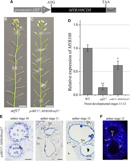 MYB108 expression driven by the ARF17 promoter in the anthers of arf17 mutants rescues the anther dehiscence. A, The construct of promoterARF17::MYB108 (pARF17::MYB108). B, The phenotype of an arf17 mutant. Bars, 2 cm. C, The phenotype of a promoterARF17::MYB108 transgenic plant in the arf17 mutant background (pARF17::MYB108/arf17). Bars, 2 cm. D, RT-qPCR analysis of MYB108 expression in wild-type (WT) plants, the arf17 mutant, and pARF17::MYB108/arf17 plants. Flower buds at floral developmental stages 11 and 12 were collected for RT-qPCR analysis. The expression level of MYB108 was normalized to the expression of TUB. The error bars indicate sds among three biological replicates. A two-tailed t test was used to evaluate statistical significance (*P < 0.05; **P < 0.01). E, Semithin sections of the anthers of pARF17::MYB108/arf17 plants showing anther development at anther stages 10 to 12. The image of the anther semithin section shows the septum degradation and stomium opening that were restored in the pARF17::MYB108/arf17 plants. Bars, 20 μm. F, Results from cytochemical staining of the semithin sections of pARF17::MYB108/arf17 anthers at stage 12. The signal of deposited ligno-cellulosic fibrous bands can be observed at anther stage 12 in pARF17::MYB108/arf17 plants (white arrowheads). Bars, 20 μm. The anther and floral developmental stages refer to those of Sanders et al. (1999). DMsp, Degraded microspores; E, epidermis; En, endothecium; Fb, fibrous bands; T, tapetum; St, stomium; Sm, septum.