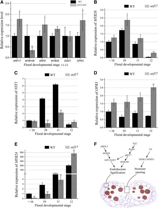 The expression of anther dehiscence genes in arf17 and yuc2 yuc6 mutants. A, RT-qPCR analysis of the expression of the major genes in the JA and ARF8-MYB26 pathways in wild-type (WT) and yuc2 yuc6 buds. Flower buds at floral developmental stages 10 to 12 were collected. The expression levels of these genes in wild type were set to 1. B to E, RT-qPCR analysis of the expression of MYB26 (B), NST1 (C), OPR3 (D), and MYB24 (E) in wild-type and arf17 flower buds at different floral developmental stages. The expression level in the wild-type and arf17 flower buds was normalized to that of TUB and compared with the wild type at floral stages < 10. The anther and/or floral developmental stages refer to those of Sanders et al. (1999). The error bars indicate sds and were calculated from three biological replicates. A two-tailed t test was used to evaluate statistical significance (*P < 0.05; **P < 0.01). F, Model of the auxin-ARF17-MYB108, JA, and ARF8-MYB26 pathway in regulating anther dehiscence.